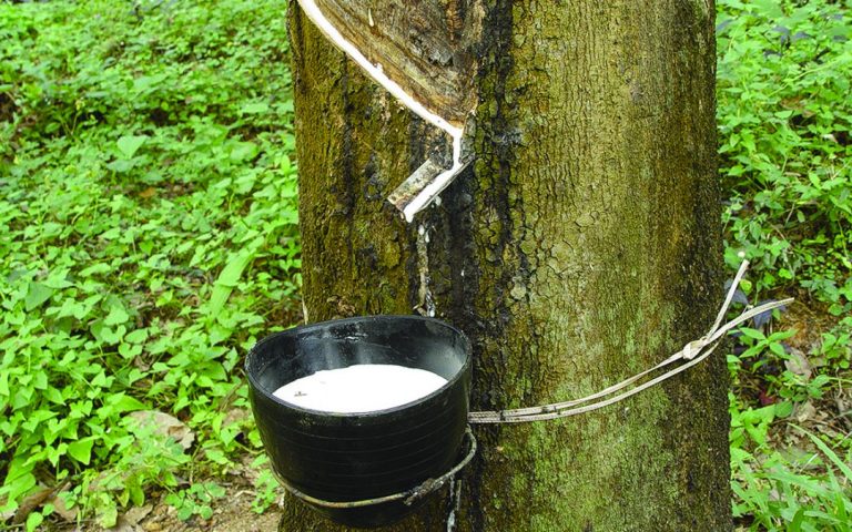 The Journey of Nigerian Rubber: Sustainable Cultivation, Value Addition, Processing, and Global Trade