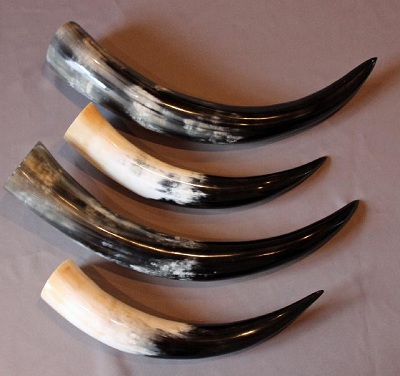 Exposed! The Great Potential of Cow Horn: A Comprehensive Guide to Processing, Storage, and Export from Nigeria